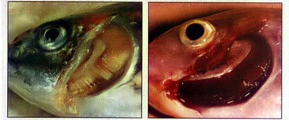 Синдром нового аквариума: симптомы, лечение и профилактика