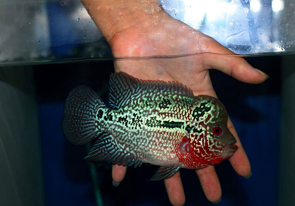 Красота аквариумной рыбы флауэр хорн, содержание и разведение — ribnydom.ru
