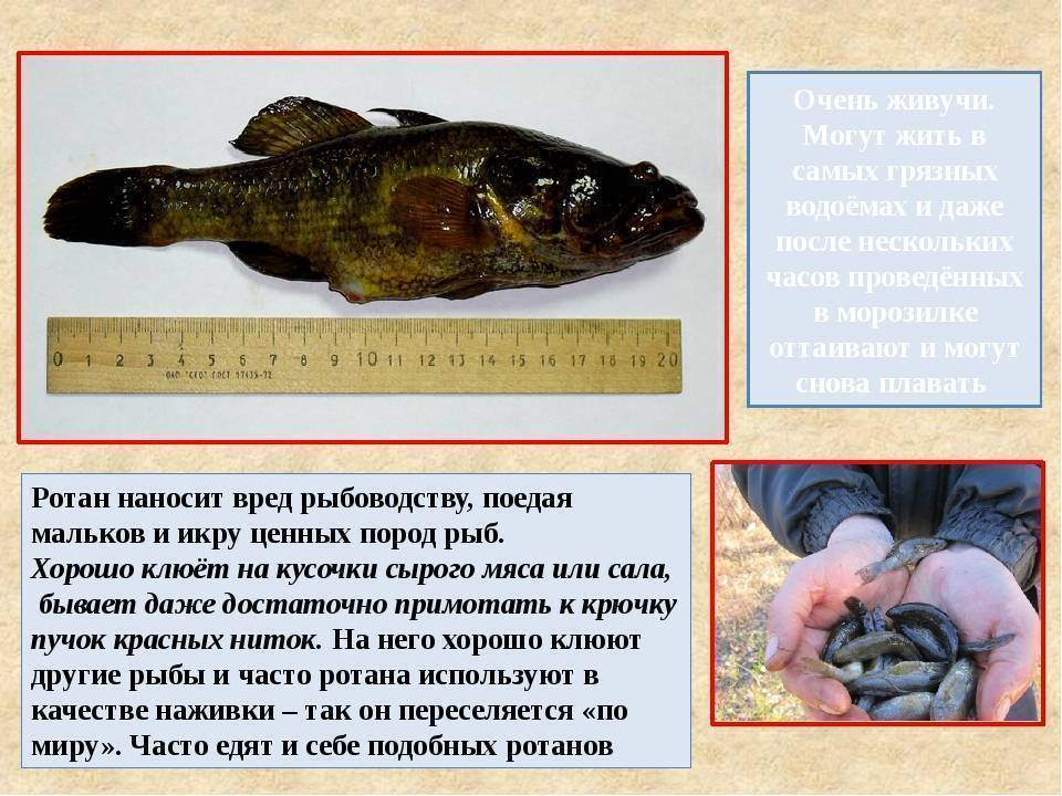 Как приготовить рыбу ротан. рецепты, советы.