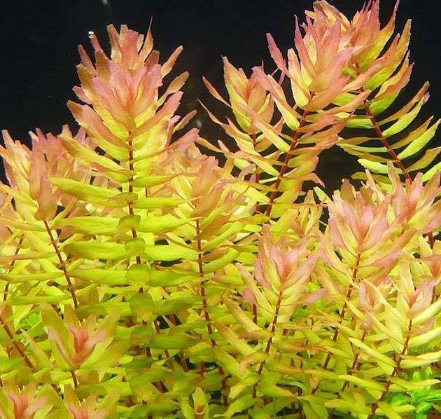 Ротала макрандра аквариумное растение виды, содержание