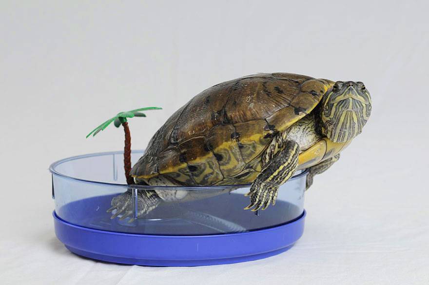 Красноухая черепаха: как ухаживать и содержать в домашних условия