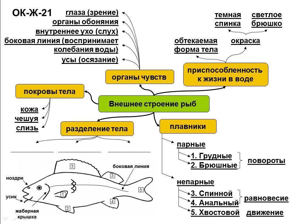 Анатомия рыб
