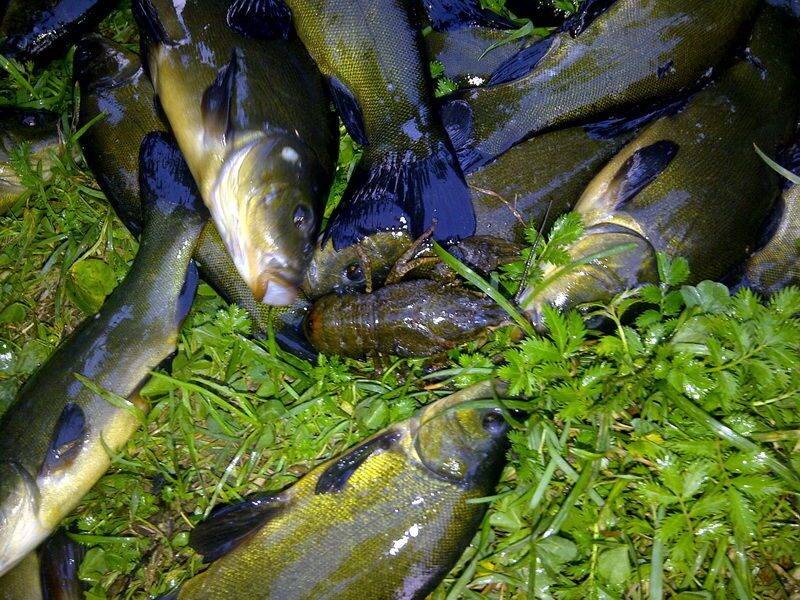 Рыба линь: повадки и особенности ловли