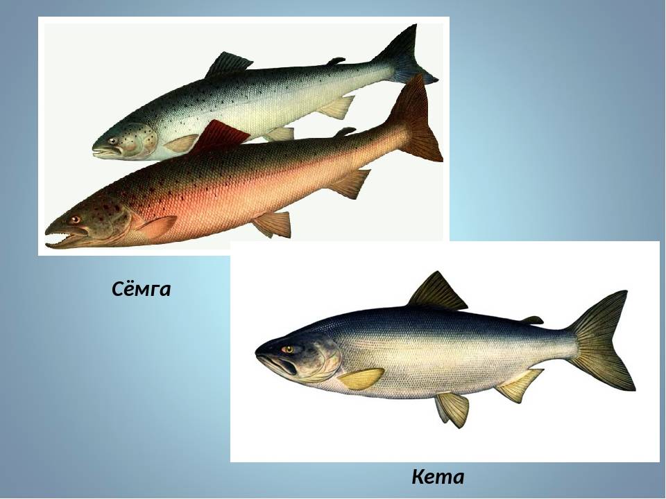 Чем отличается лосось. Кижуч,кета,форель,семга, отличие. Кета семейство лососевых. Лосось рыба кета. Кета лосось форель семга.