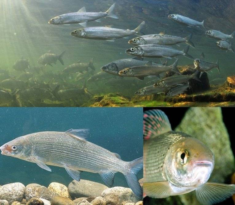 Ряпушка рыба: описание, места обитания, снасти, техника ловли