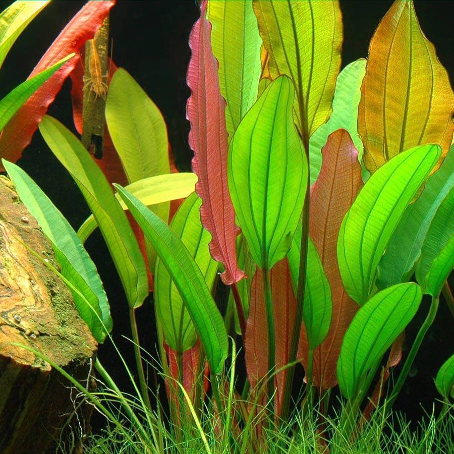 Аквариумные растения - названия,виды,фото,описание | аквариумные рыбки