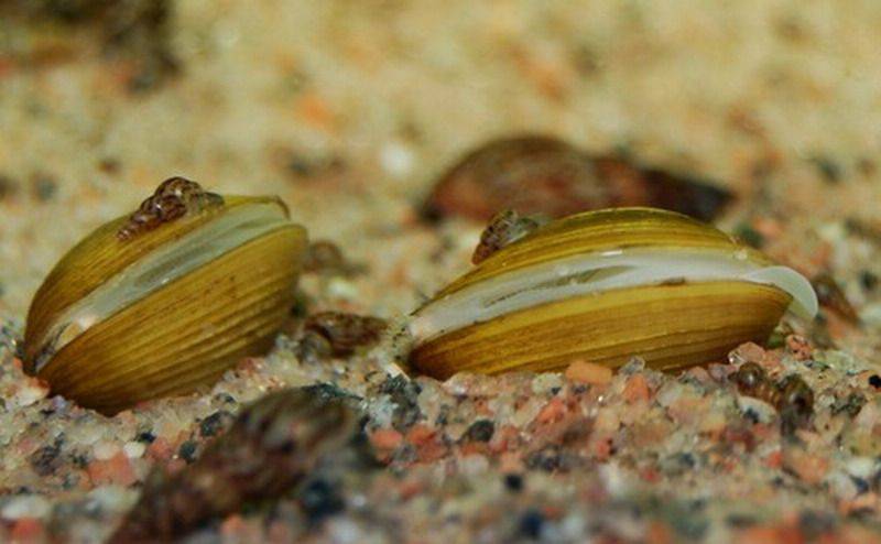 Речная жемчужница обыкновенная: среда обитания, размножение и интересные факты о пресноводном моллюске