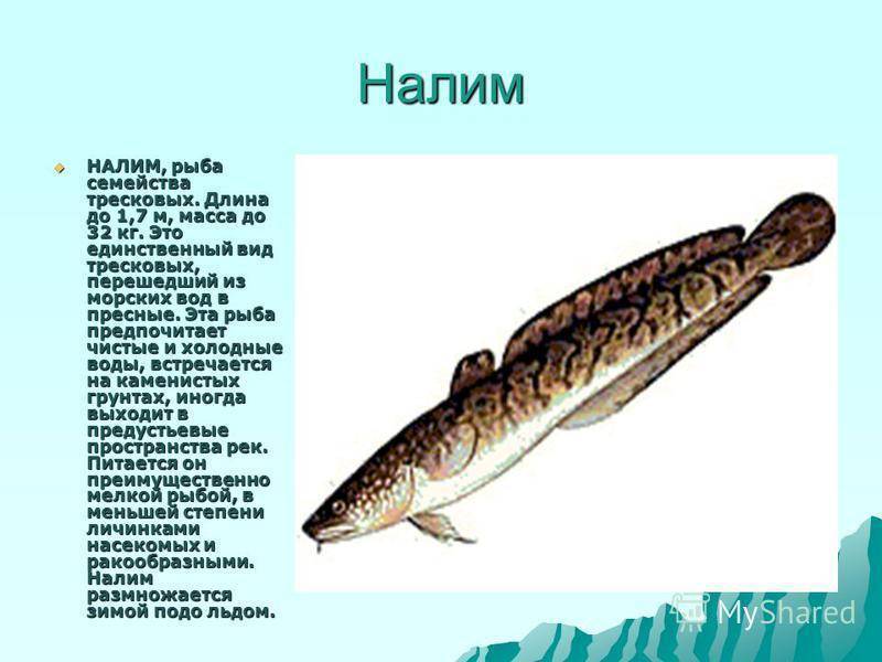 История жизни рыбы налим и способы большого улова