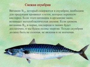 Чем полезна скумбрия