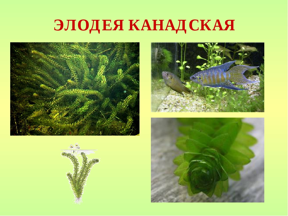 Элодея: фото и виды: трубчатая, зубчатая и другие