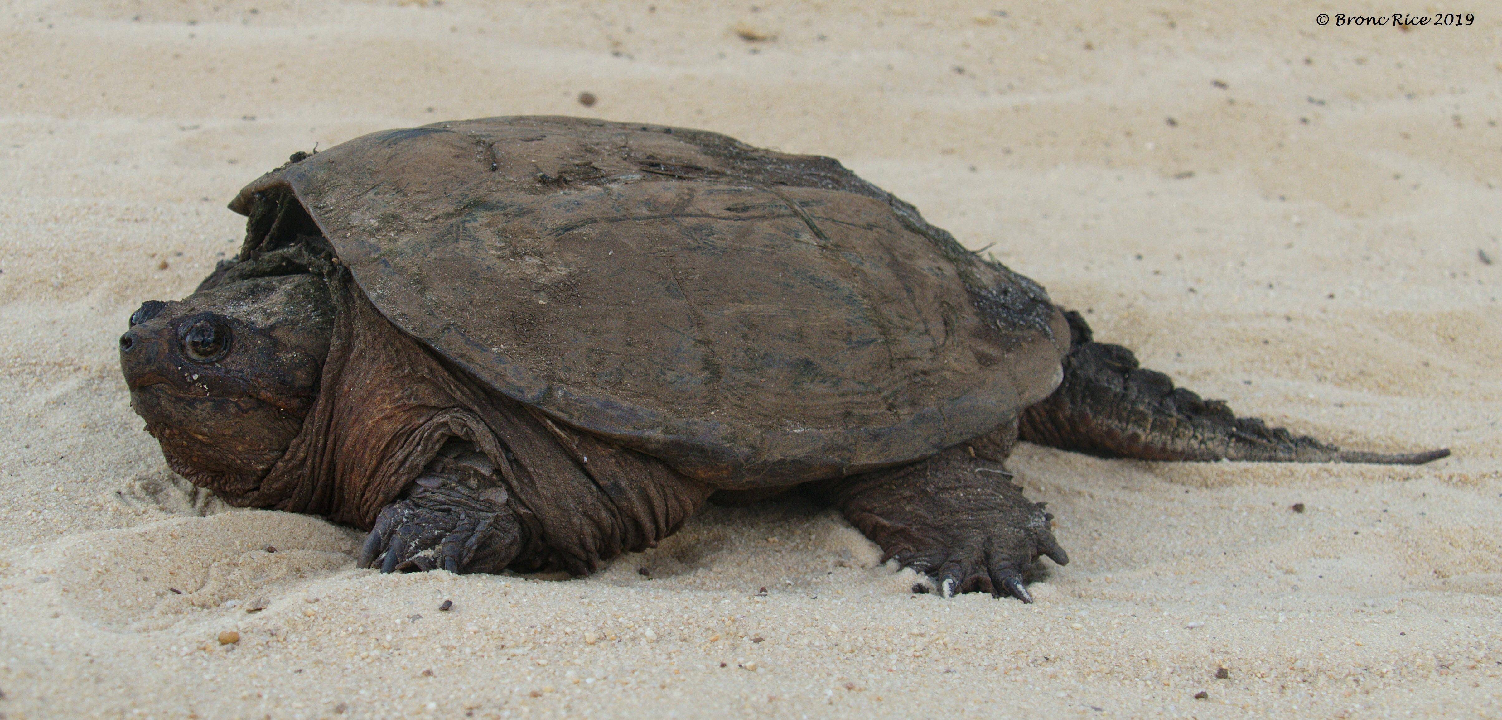 Каймановая черепаха кусающаяся: содержание, фото-видео обзор