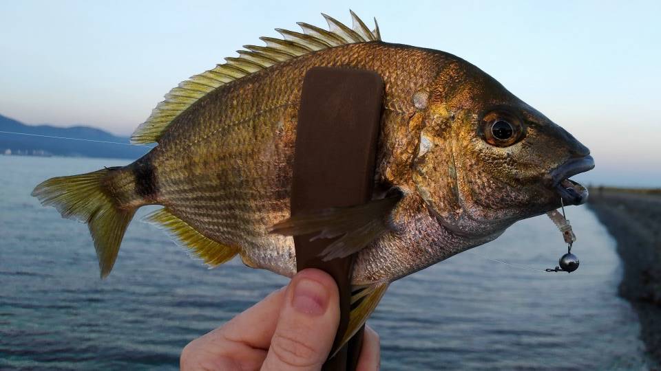 Морской карась: ласкирь черноморский – как называется рыба