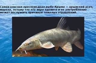 Как почувствовать себя на рыбалке, будто рыба в воде? про усача