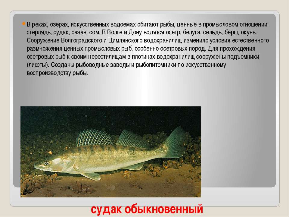 Список речной рыбы