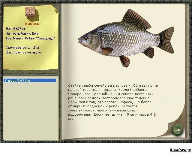 Серебряный карась – фото, описание, ареал, рацион, враги, популяция