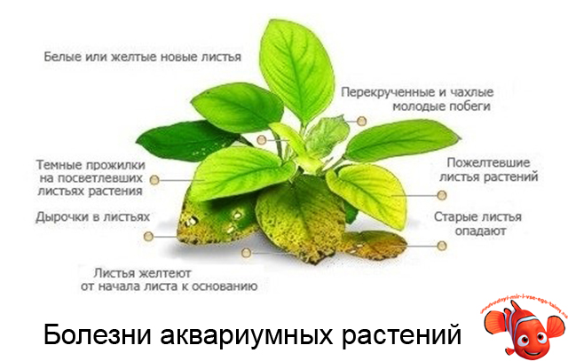 Признаки микро. Нехватка микроэлементов у аквариумных растений. Хлороз листьев аквариумных растений. Аквариумные растения светлеют листья. Недостаток магния у аквариумных растений.