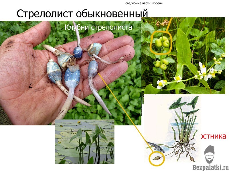 Стрелолист: распространение, виды, уход, размножение, болезни