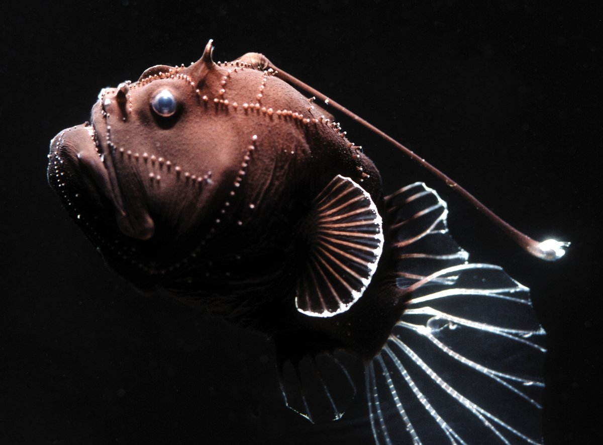 Морской чёрт - рапэ = любимая рыба (еда). обсуждение на liveinternet