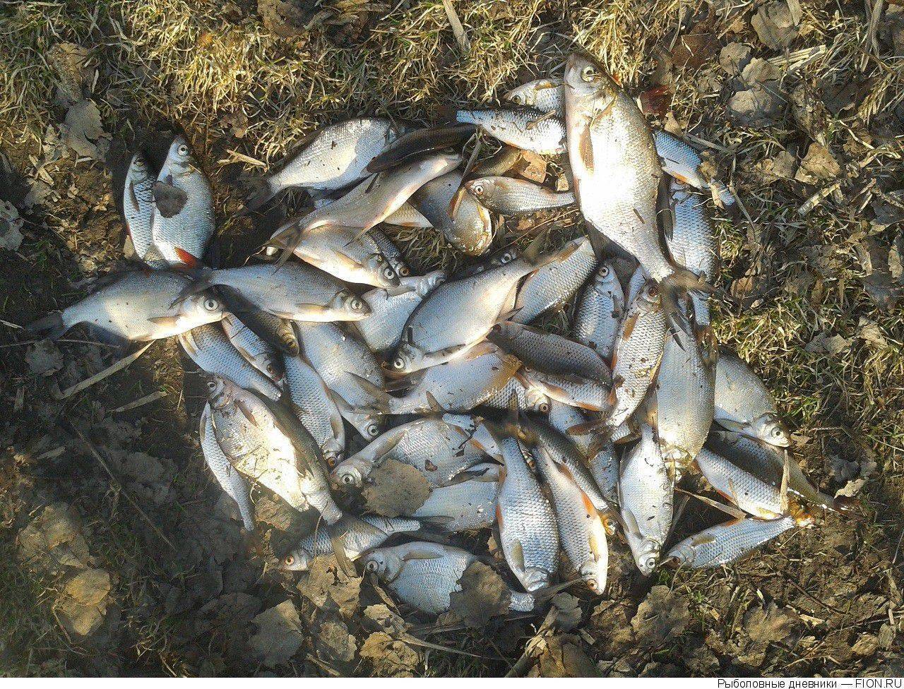 Рыбалка на истринском водохранилище: карта рыбных мест, какая рыба водится на истре
