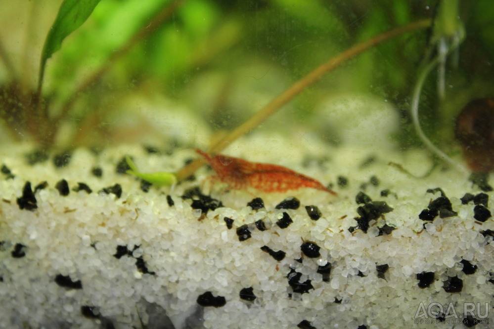 Креветки в аквариуме: содержание и размножение