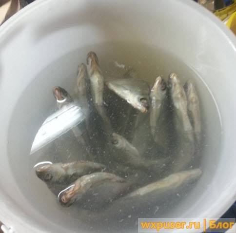 Вымачивание соленой рыбы в домашних условиях: способы и советы | кулинарный портал