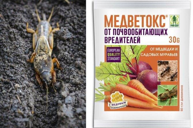 Борьба с медведкой осенью