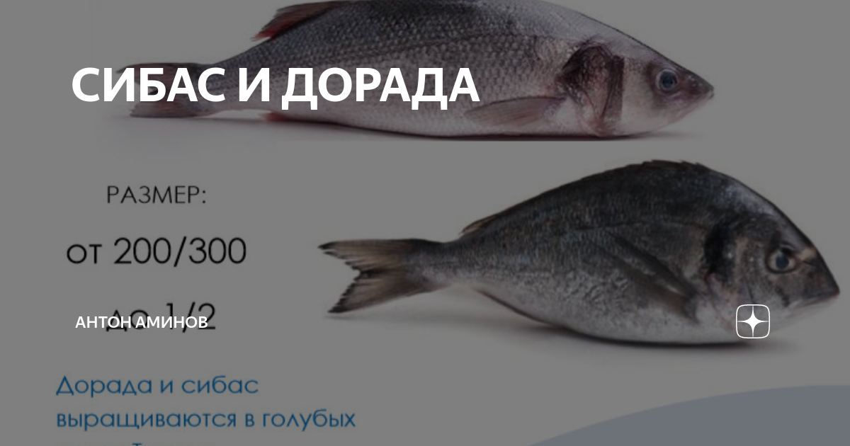 Рыба сибас – цена в россии, общее описание, калорийность и полезные свойства.