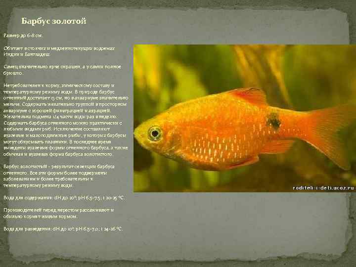 Барбус мшистый (мутант): содержание, как отличить самку от самца, совместимость с другими рыбками, а также правила размножения фото этого вида