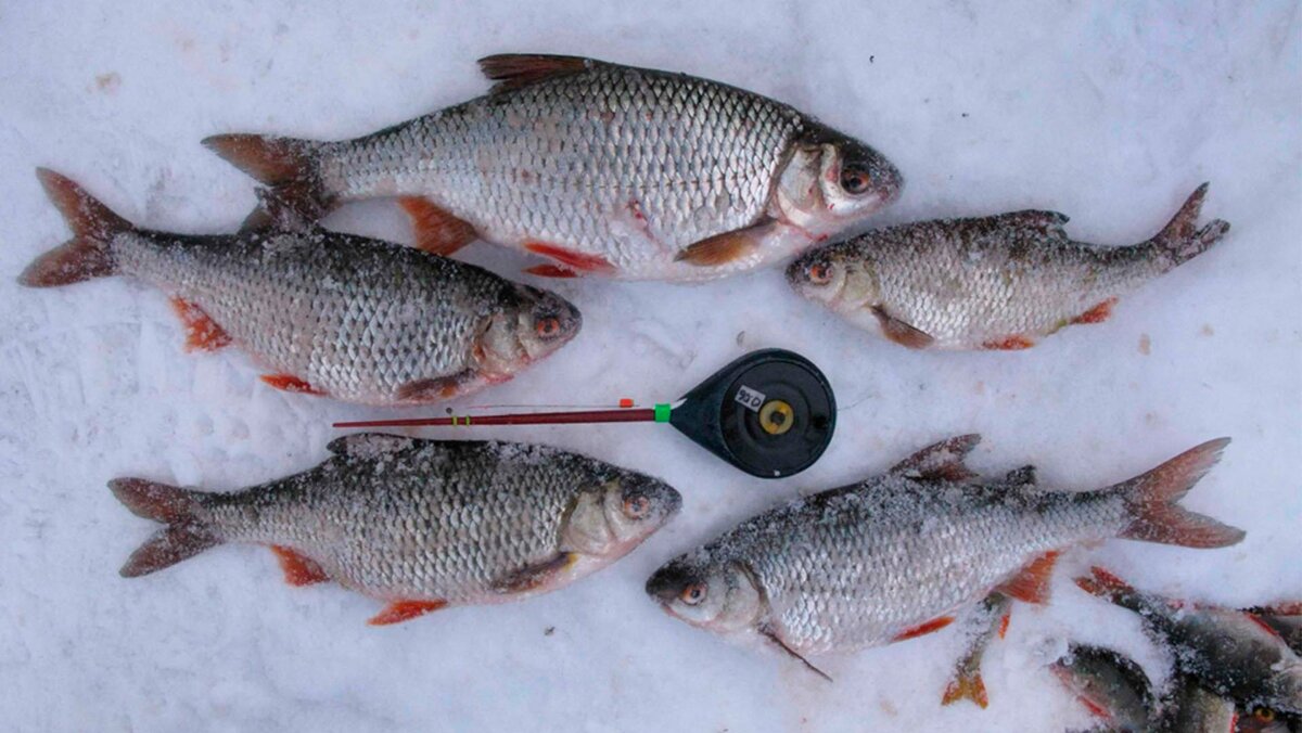 Рыбалка на плотву зимой: снасти, ловля на течении и на мормышку, как и на что ловить?