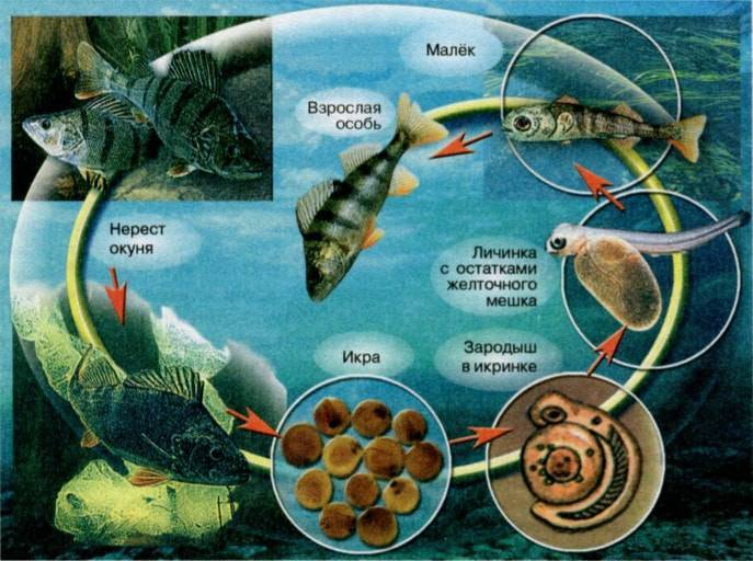 Рыба форель: виды, описание, места обитания