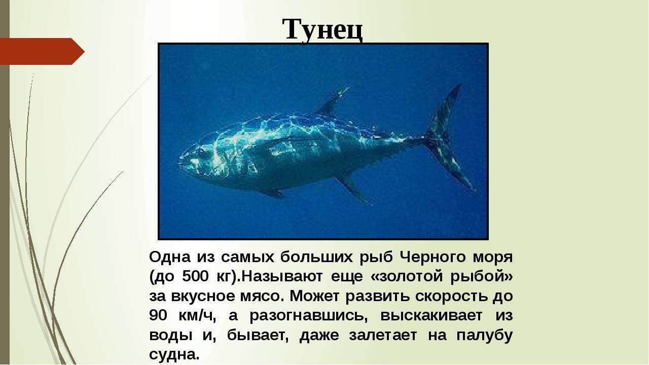 Как выглядит тунец рыба фото и описание