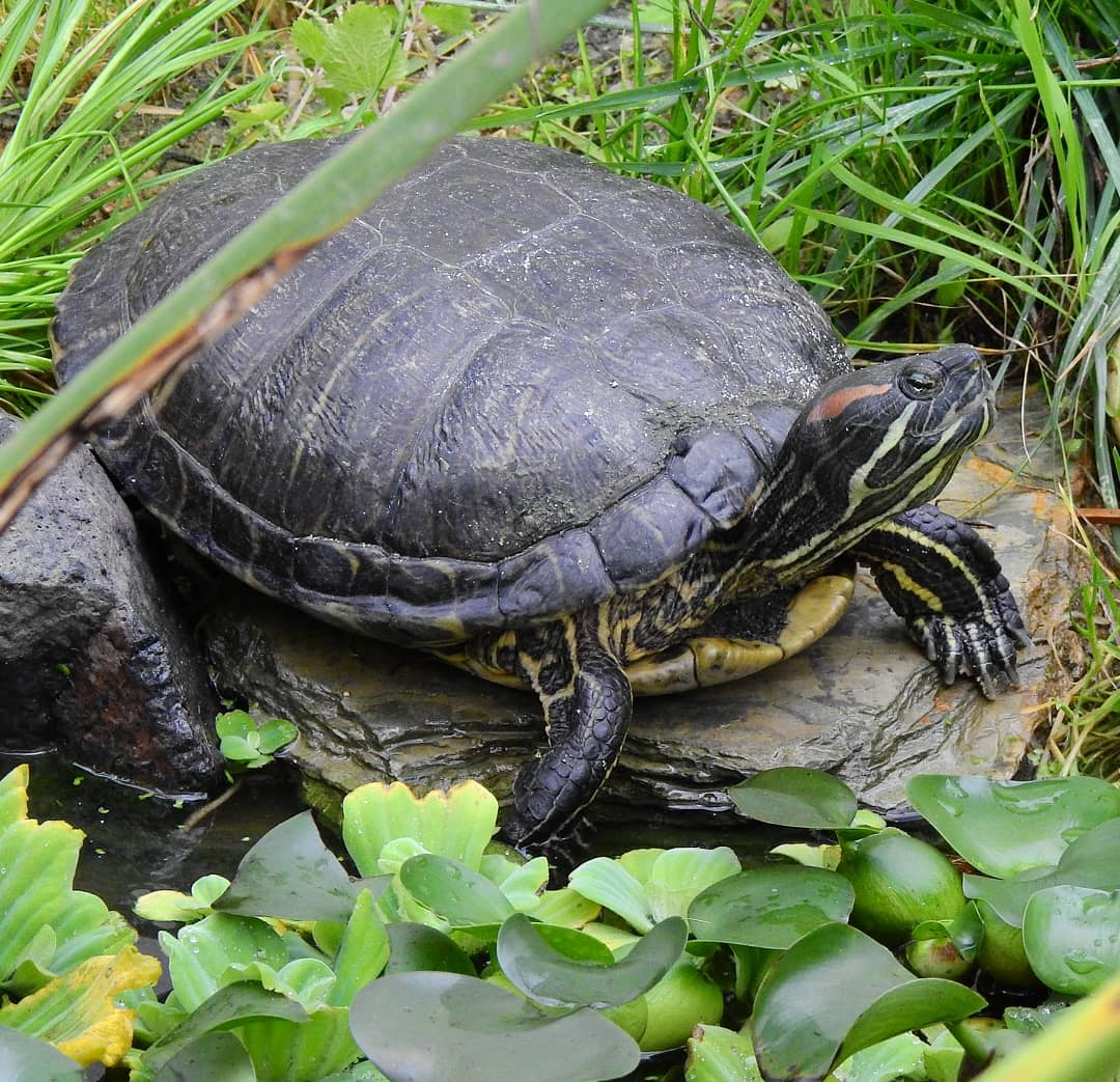 Европейская болотная черепаха: описание и образ жизни