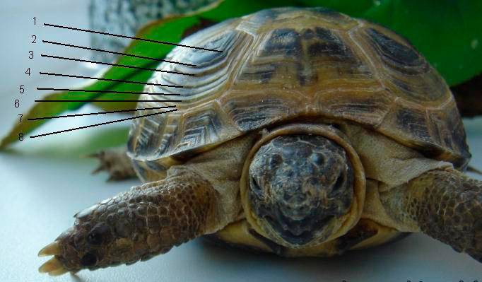 Как определить возраст красноухой черепахи
