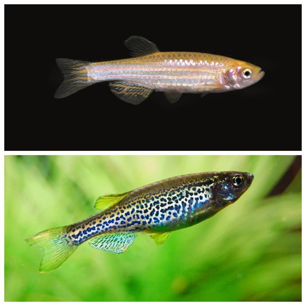 Аквариумная рыбка данио рерио: содержание и уход, размножение