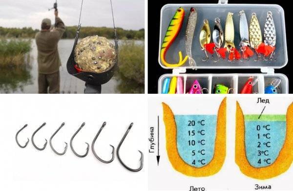 Как ловить сазана на разные снасти и насадки и выбрать место для рыбалки