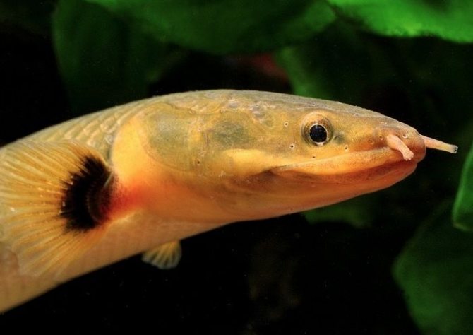 Рыба змея (каламоихт калабарский) в аквариуме: содержание, уход, совместимость, кормление, размножение аквариумной рыбки