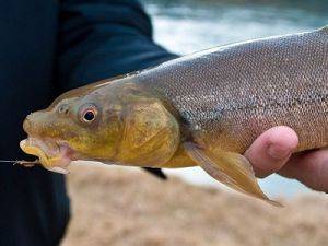 Луфарь - 140 фото рыбы, способы лова и особенности выбора снастей