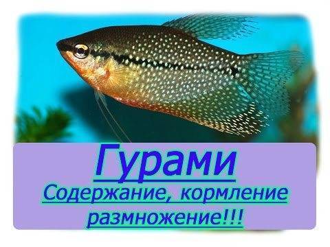 Анабас – рыба-ползун