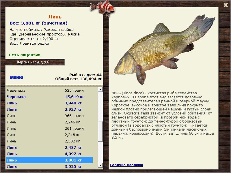 Линь рыба фото и описание на что клюет