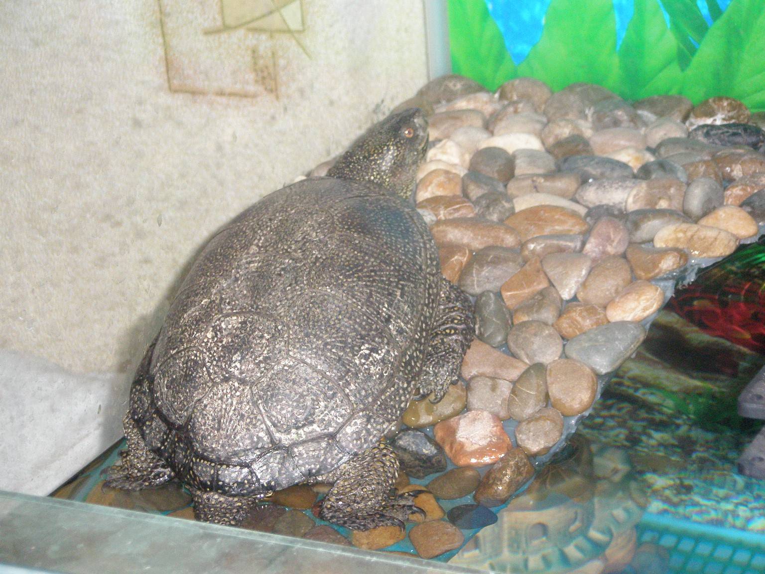 Сколько лет живут черепахи в природе и домашних условиях?