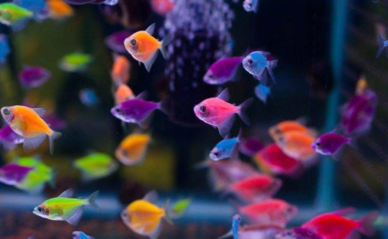 Неприхотливые аквариумные рыбки для начинающих: виды для маленького аквариума, самые простые в содержании и уходе