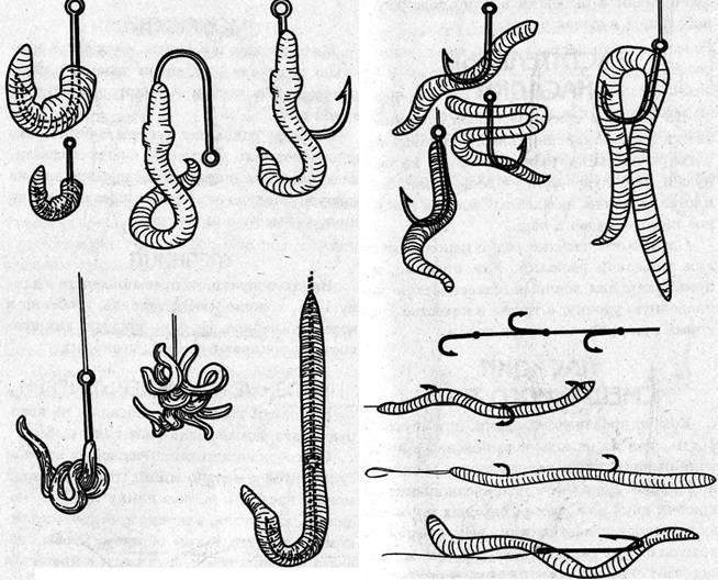 Как одевать червя на крючок: колечком, чулком, пучком