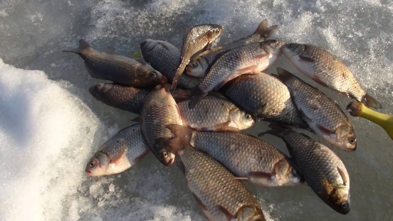 Зимняя рыбалка – ловля рыбы зимой. секреты и полезные советы