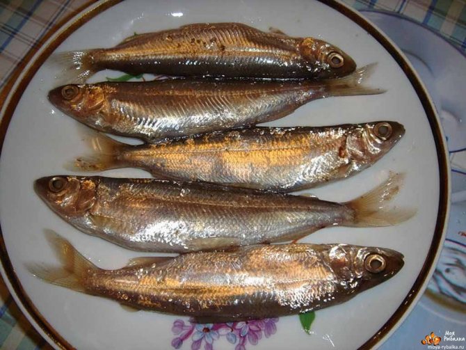 Тугунок рыба: фото, википедия