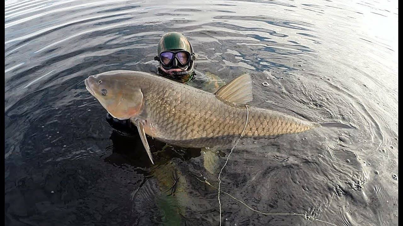 какие рыбы водятся в балхаше. Смотреть фото какие рыбы водятся в балхаше. Смотреть картинку какие рыбы водятся в балхаше. Картинка про какие рыбы водятся в балхаше. Фото какие рыбы водятся в балхаше