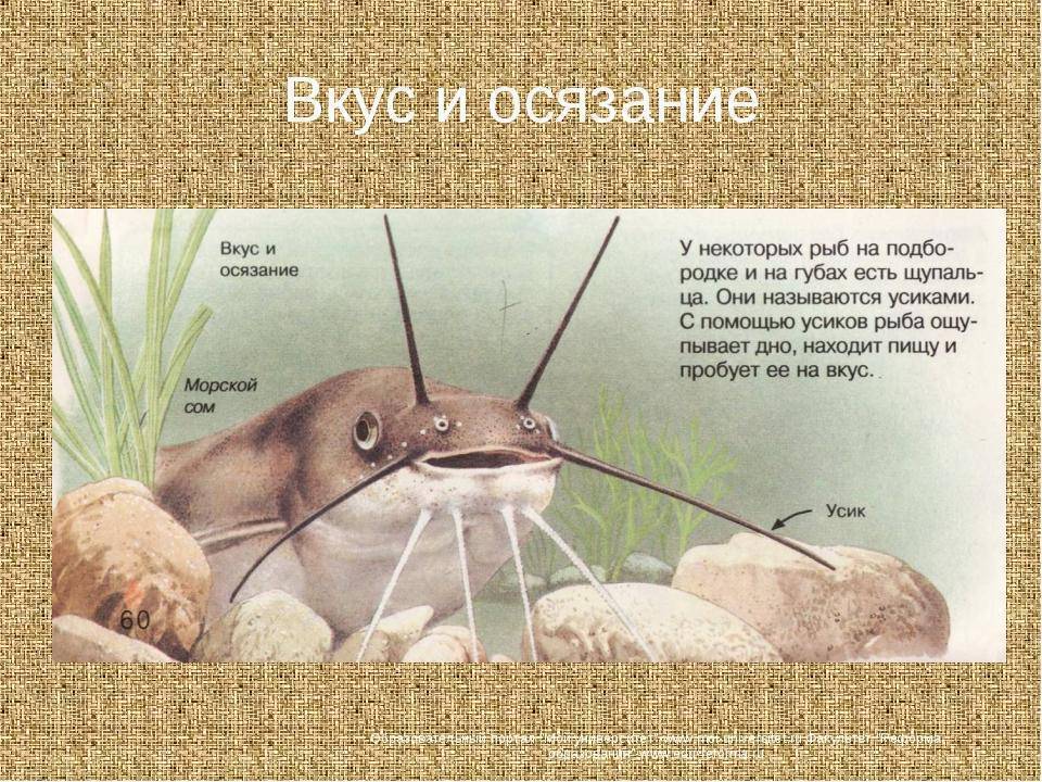 Обоняние в жизни рыб. реферат. биология. 2011-02-07