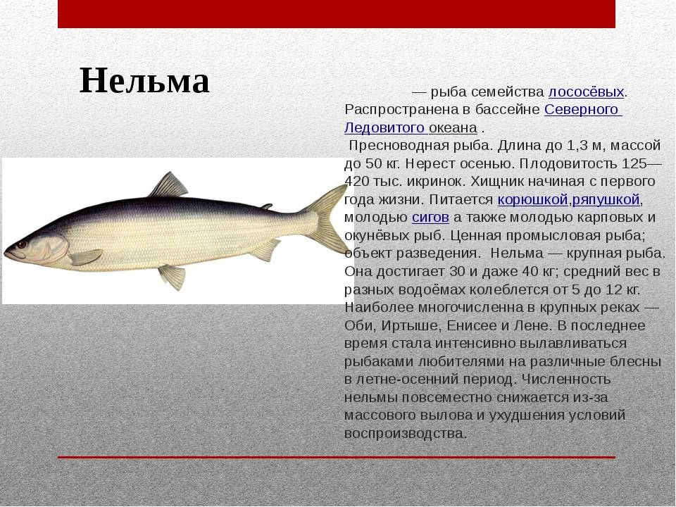 Леонид павлович сабанеев