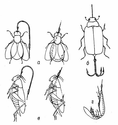 Майский жук и его личинка (хрущ): наживка для рыбалки, способы насаживания приманки на крючок, способы ловли - fishingwiki