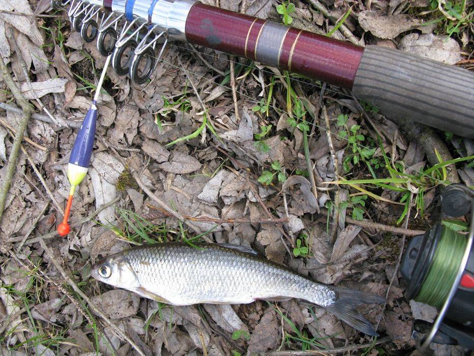 Весенняя рыбалка в марте: Ловля по открытой воде плотвы, подлещика, язя, голавля, густеры