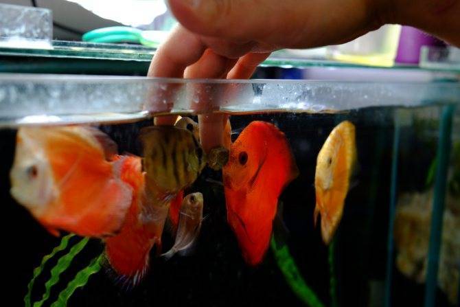 3 вида размножения рыбок в аквариуме